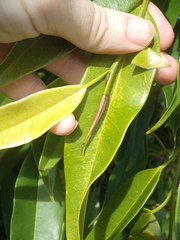 Ficus binnendykii