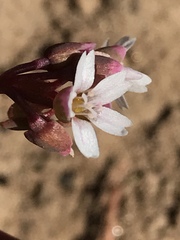 Claytonia rubra