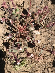 Claytonia rubra
