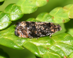Pristerognatha