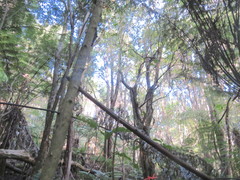 Parsonsia heterophylla