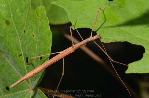 Pinkwing Stick Insect
