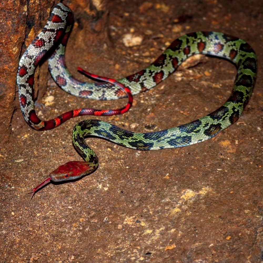 Moellendorff's Trinket Snake