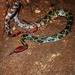 Flower Snake - Photo (c) Edgar Stich, some rights reserved (CC BY-NC), uploaded by Edgar Stich