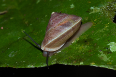 Helicinidae