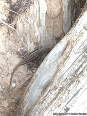 Sceloporus graciosus graciosus