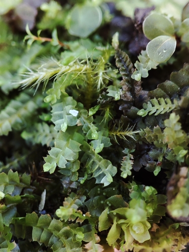 Mesoptychia gillmanii