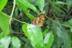 Symbrenthia lilaea formosanus