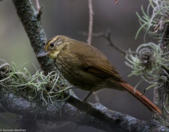 Buff-Browed Foliage-Gleaner photo 2