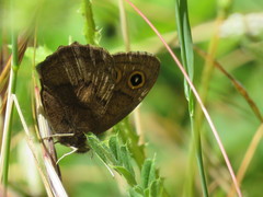 Cercyonis pegala boopis