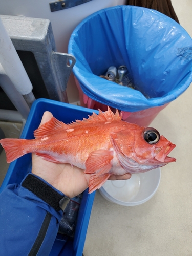 Pinkrose rockfish (Sebastes simulator) — Sebastidae — 4
