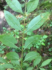 Forestiera ligustrina