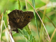 Cercyonis pegala boopis