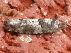 Pseudexentera knudsoni