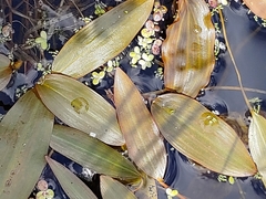 Potamogeton natans