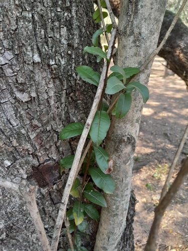 Cordia americana, photograph 2