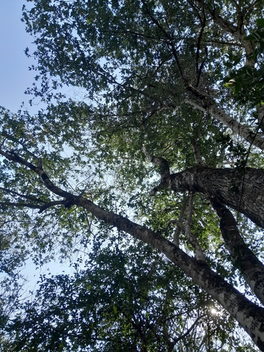 Cordia americana, photograph 3