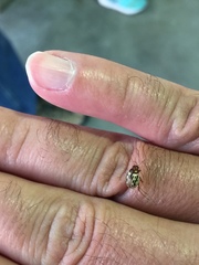 Zygogramma heterothecae