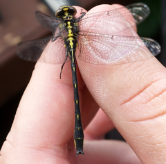Phanogomphus quadricolor