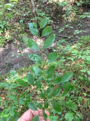 Forestiera ligustrina