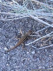 Sceloporus graciosus graciosus