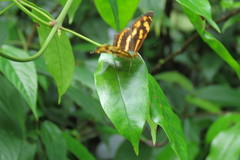 Symbrenthia lilaea formosanus