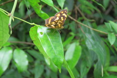 Symbrenthia lilaea formosanus