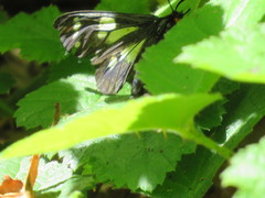 Gnophaela latipennis