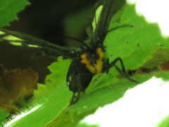 Gnophaela latipennis