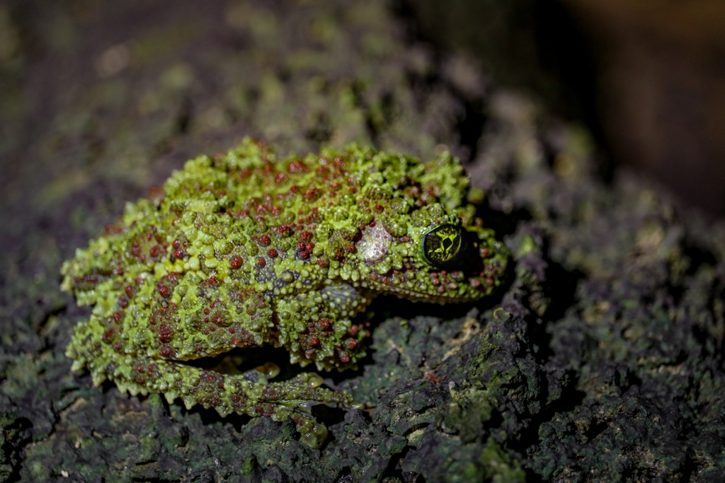 Vietnamese Mossy Frog in March 2019 by Edgar Stich · iNaturalist