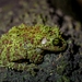 Vietnamese Mossy Frog - Photo (c) Edgar Stich, some rights reserved (CC BY-NC), uploaded by Edgar Stich