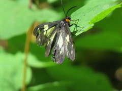 Gnophaela latipennis