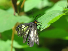 Gnophaela latipennis