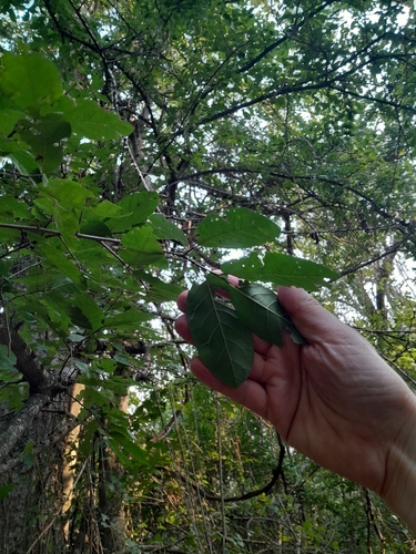 Phyllostylon rhamnoides, photograph 4