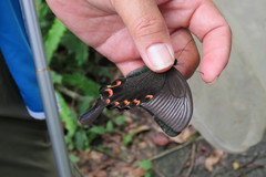 Papilio bianor thrasymedes