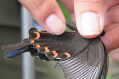 Papilio bianor thrasymedes