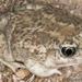 Great Basin Spadefoot - Photo (c) wasatch_hunter, some rights reserved (CC BY-NC), uploaded by wasatch_hunter
