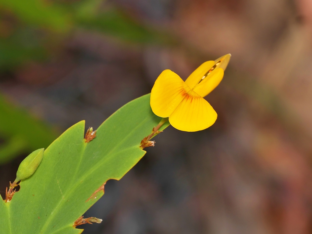 Holly-leaved Pea Flower