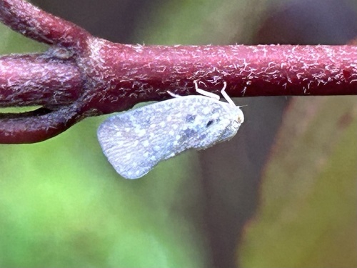 Citrus flatid planthopper