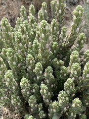 Castilleja exserta latifolia
