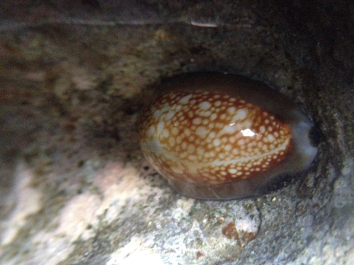 Hawaiian Snakehead Cowrie