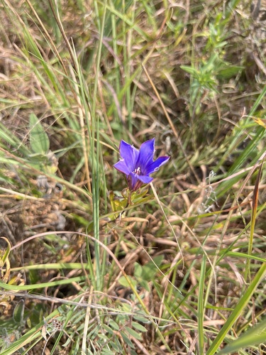 Image of Gentiana puberulenta by (c) Nathan Aaron, some rights reserved (CC BY)
