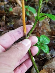 Aurantioporthe corni