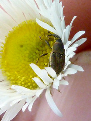 Odontocorynus