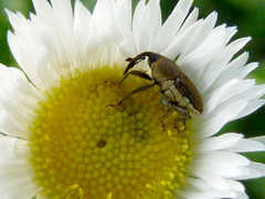Odontocorynus