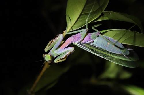 Chinese Reddish Mantis