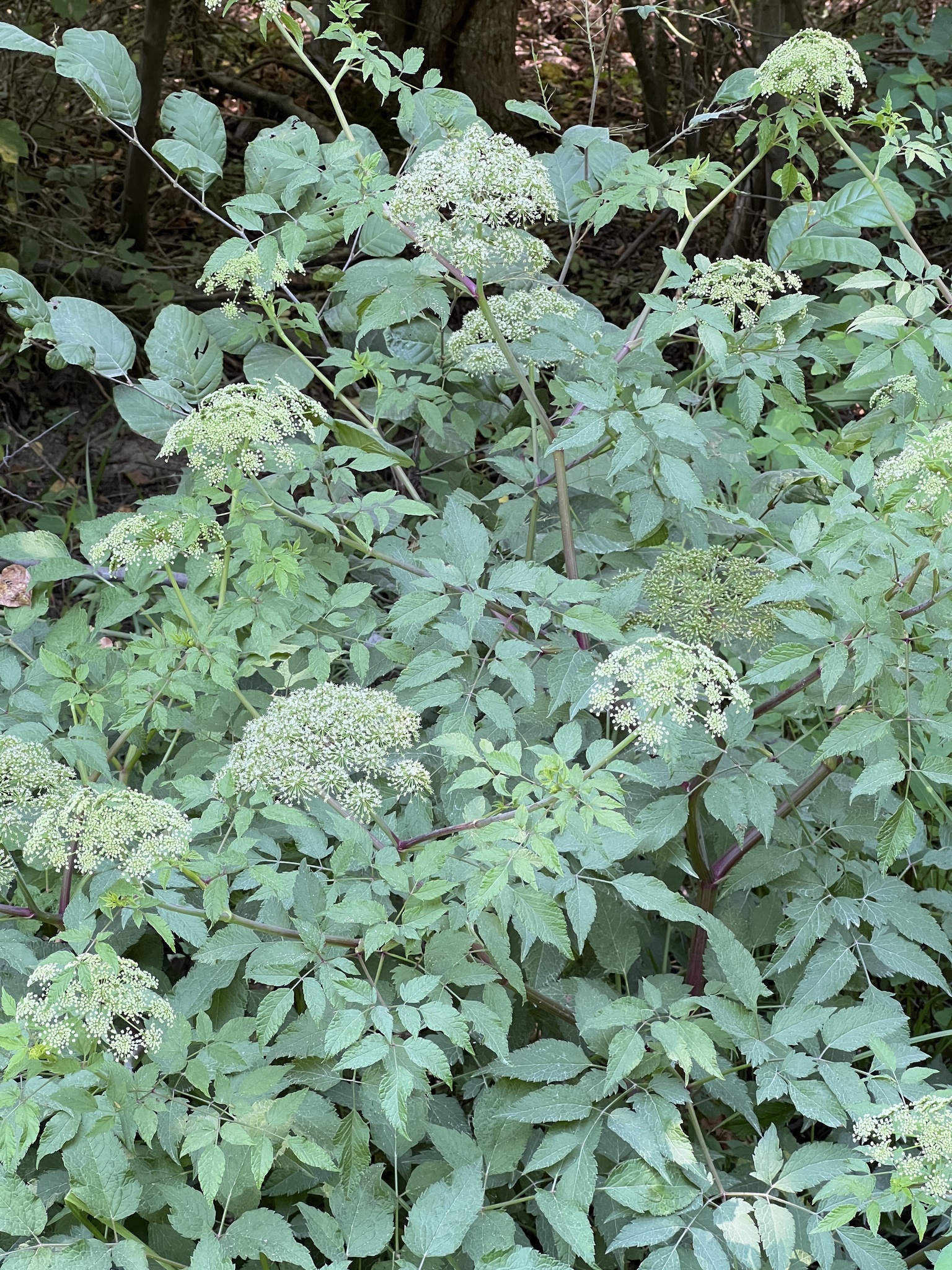 Southern Water Hemlock (Cicuta mexicana)