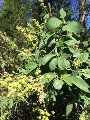 Ceanothus integerrimus macrothyrsus