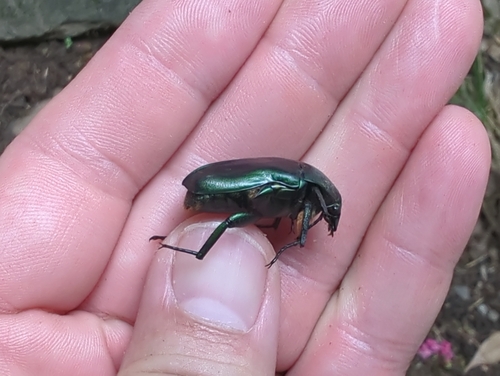 Japanese Drone Beetle photo 4