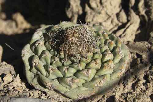 Strombocactus disciformis